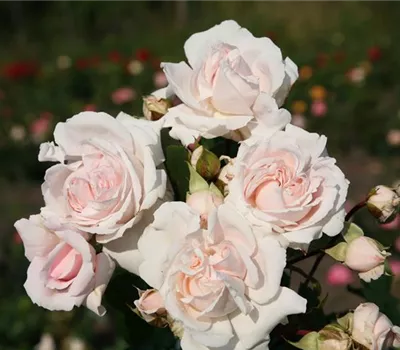 Rosa Parfuma® 'Constanze Mozart'® Rosa Parfuma® 'Constanze Mozart'®