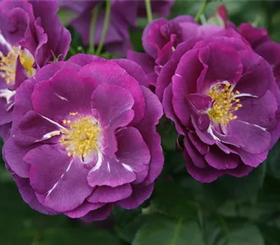 Rosa 'Rhapsody in Blue'® Rosa 'Rhapsody in Blue'®