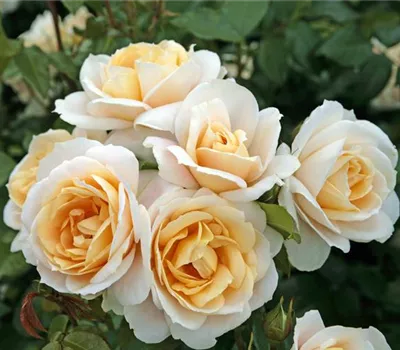 Rosa 'Lions-Rose'® Rosa 'Lions-Rose'®
