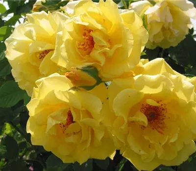 Rosa 'Golden Gate'® Rosa 'Golden Gate'®
