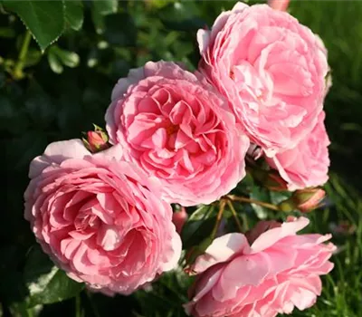 Rosa 'Leonardo da Vinci'® Rosa 'Leonardo da Vinci'®
