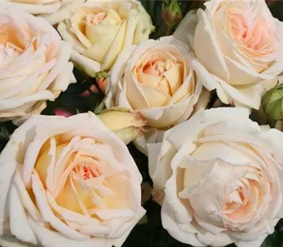 Rosa Parfuma® 'Madame Anisette'® Rosa Parfuma® 'Madame Anisette'®
