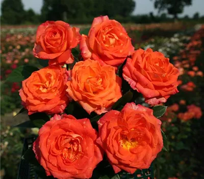 Rosa 'Feurio'®(s) Rosa 'Feurio'®(s)