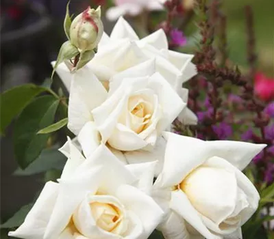Rosa 'Ilse Krohn Superior'® Rosa 'Ilse Krohn Superior'®