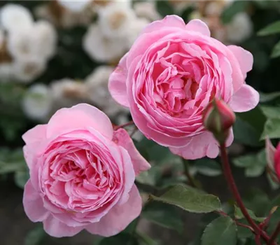 Rosa Parfuma® 'Kiss me Kate'® Rosa Parfuma® 'Kiss me Kate'®
