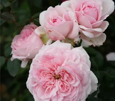 Rosa 'Alexandra - Princesse de Luxembourg'® Rosa 'Alexandra - Princesse de Luxembourg'®