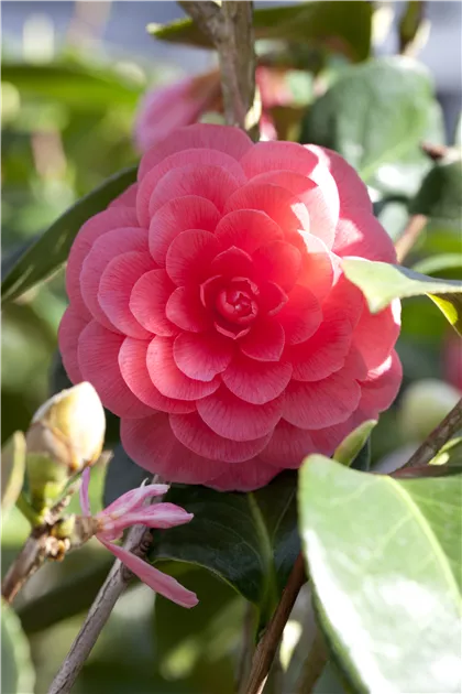 Camellia japonica 'Beauty de Nantes'