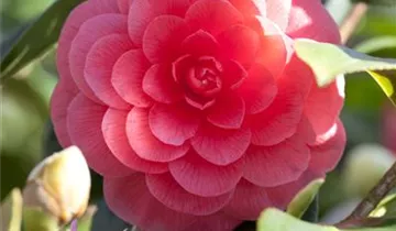 Camellia japonica 'Beauty de Nantes'