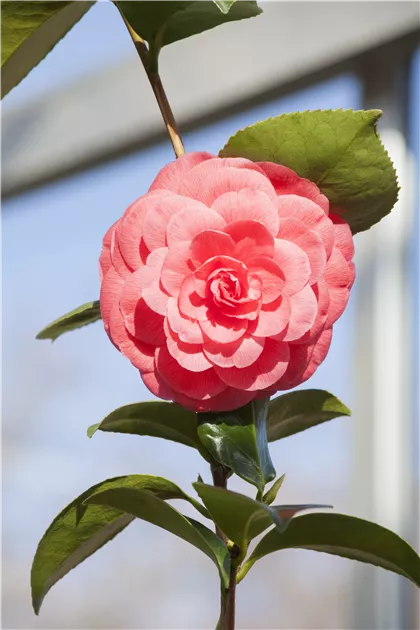 Camellia japonica 'Beauty de Nantes'