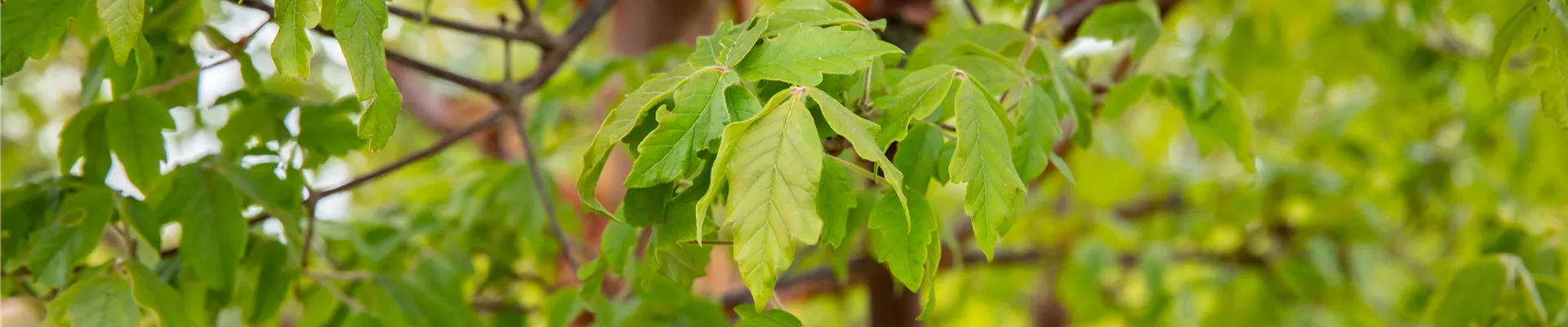 Acer griseum Acer griseum