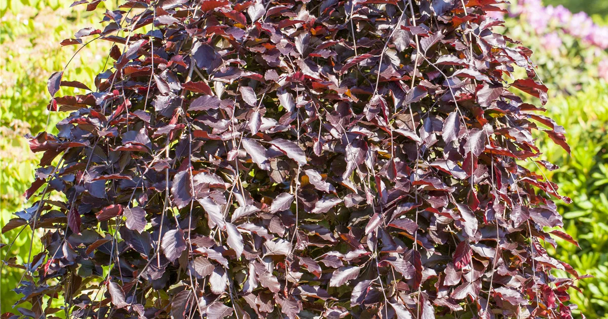 kaktus mit rotem kopf Kaktus mit roten Blüten