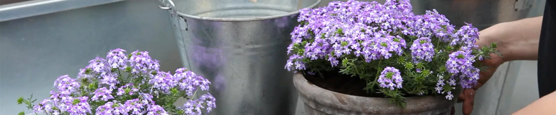 Eisenkraut - Einpflanzen in ein Gefäß (thumbnail)