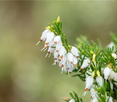 Erica darleyensis, weiß Erica darleyensis, weiß