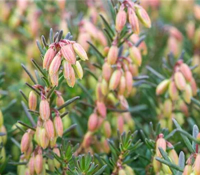 Erica darleyensis, rosa Erica darleyensis, rosa