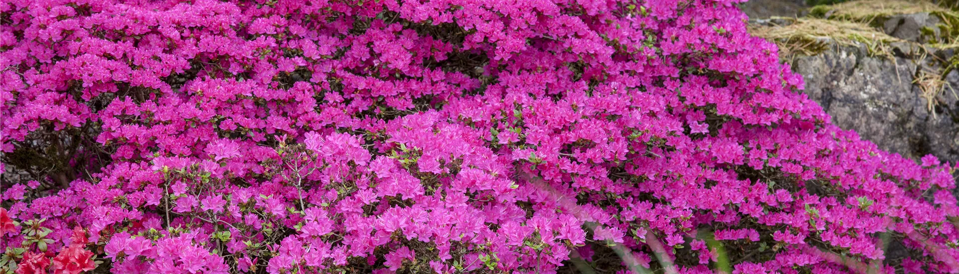 Rhododendron obtusum Rhododendron obtusum