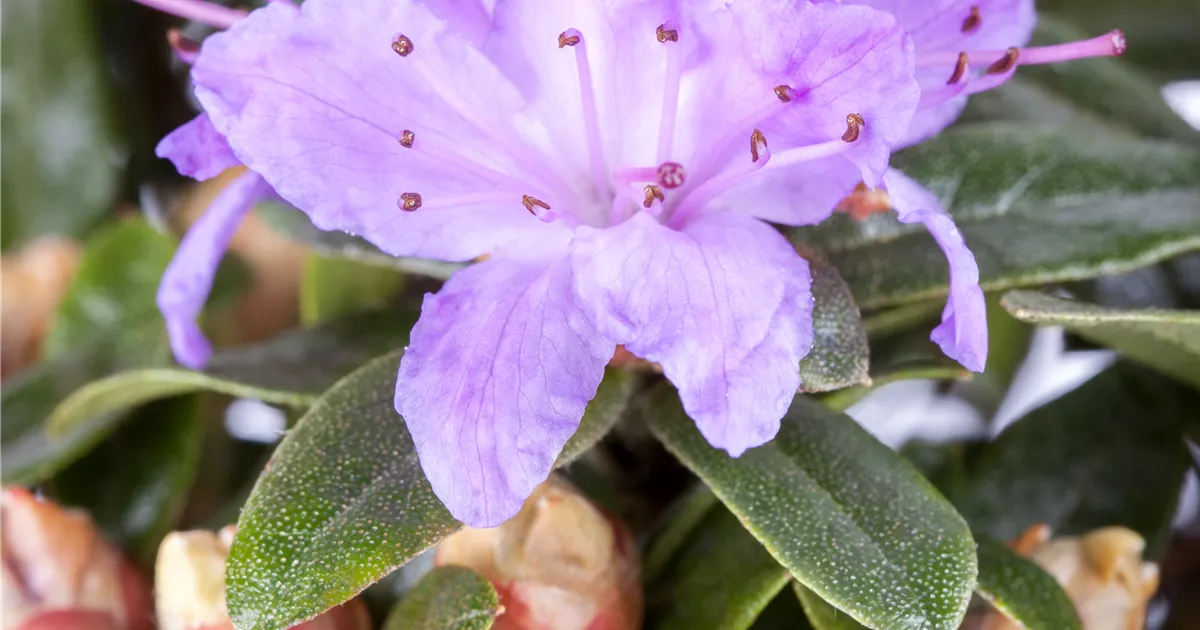 Rhododendron impeditum 'Moerheim'