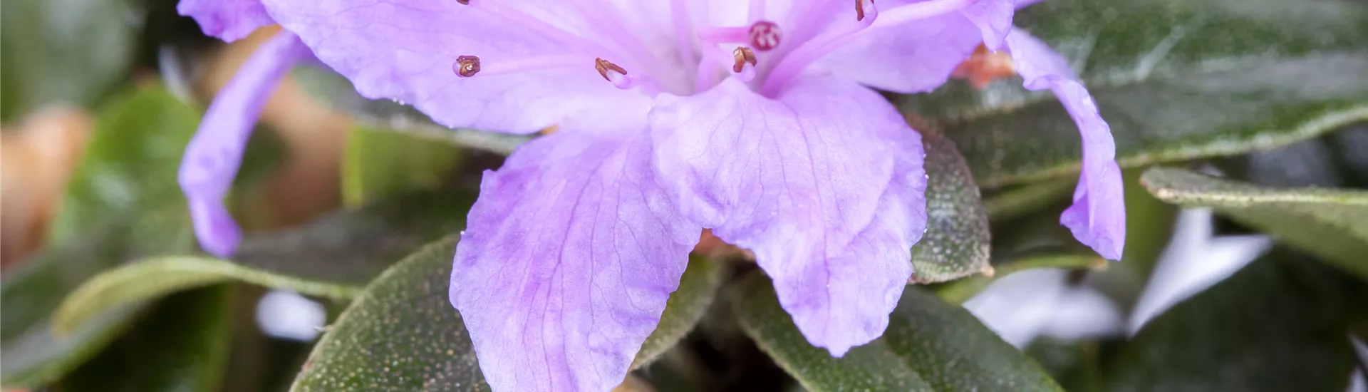 Zwergrhododendron Zwergrhododendron