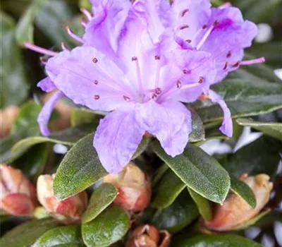 Rhododendron impeditum 'Moerheim' Rhododendron impeditum 'Moerheim'