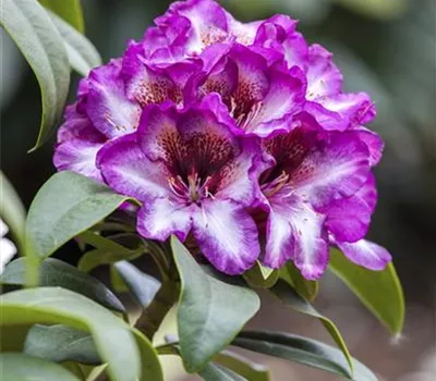 Rhododendron 'Hans Hachmann'® Rhododendron 'Hans Hachmann'®