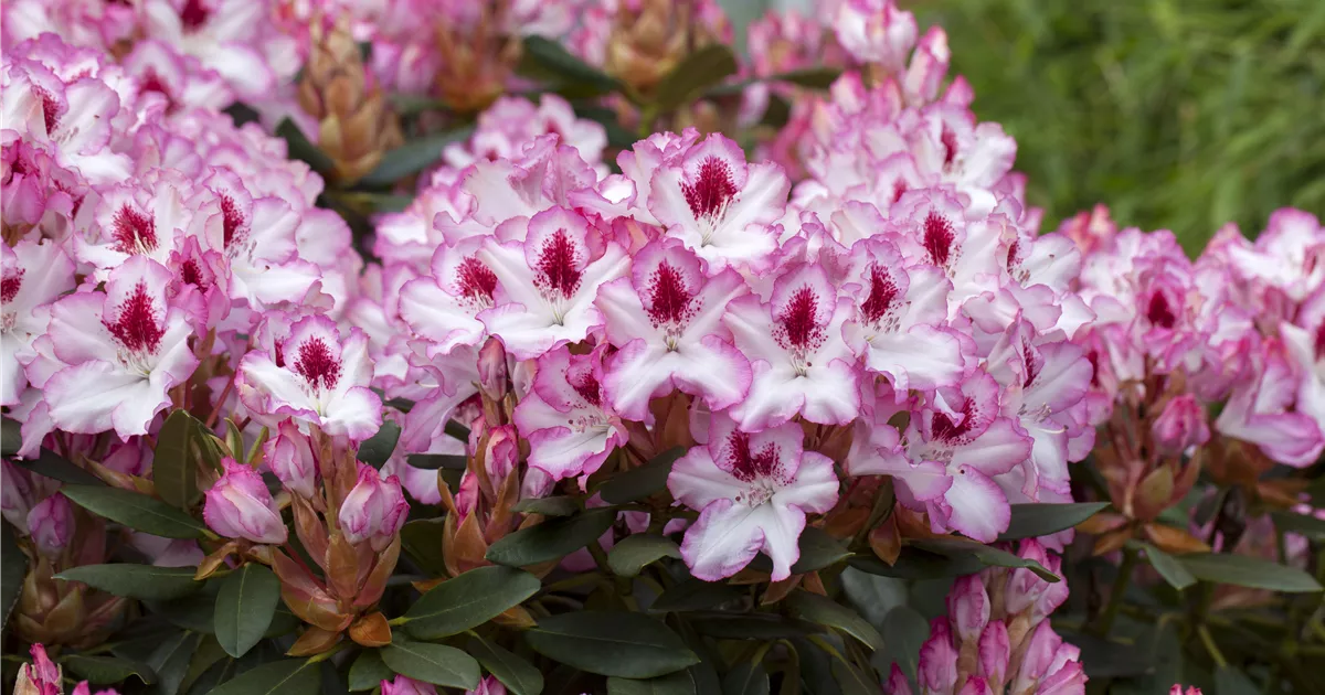 Rhododendron 'Hachmanns Charmant'(s)