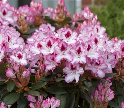 Rhododendron 'Hachmann´s Charmant'(s) Rhododendron 'Hachmann´s Charmant'(s)