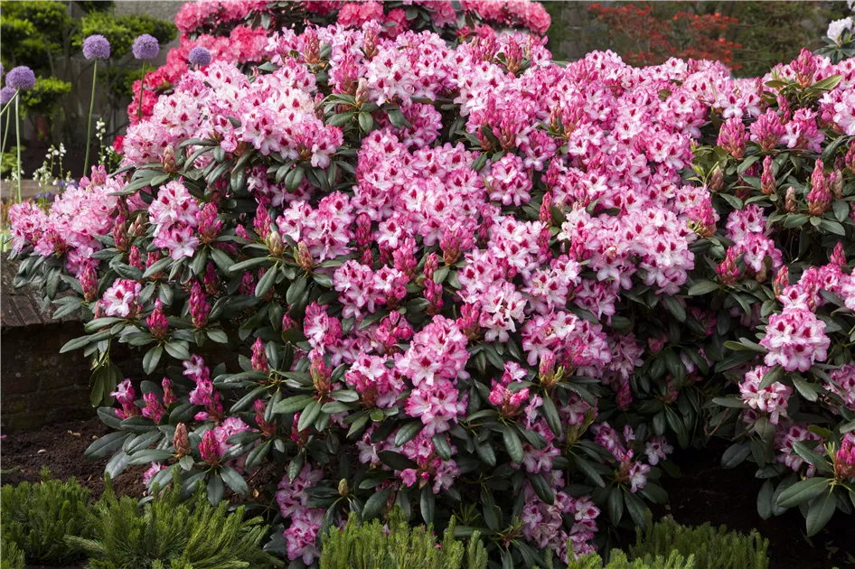 Rhododendron 'Hachmanns Charmant'(s)