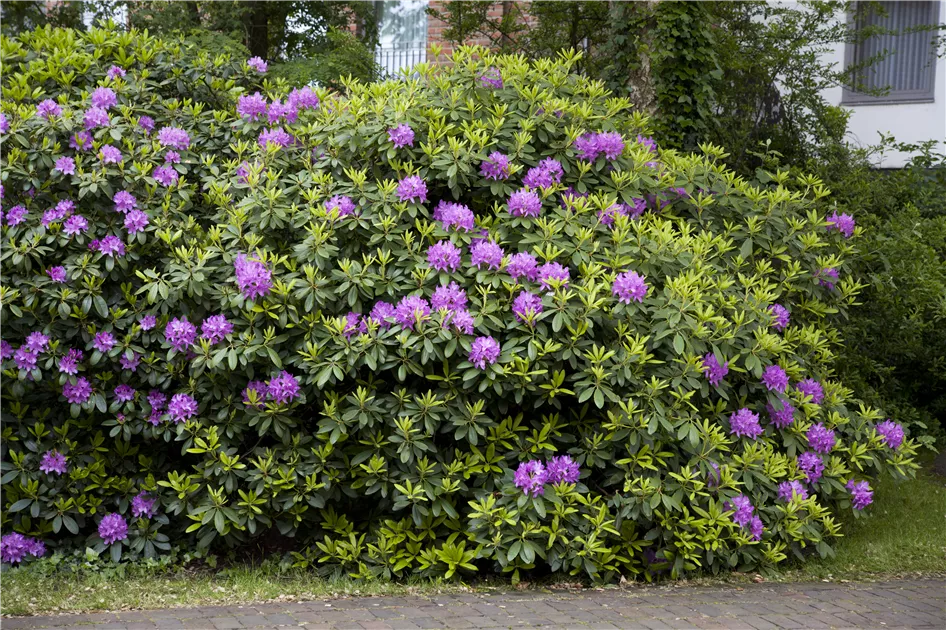 stechpalme lat Japanische Stechpalme Fastigiata - Ilex crenata fastigiata main image 1