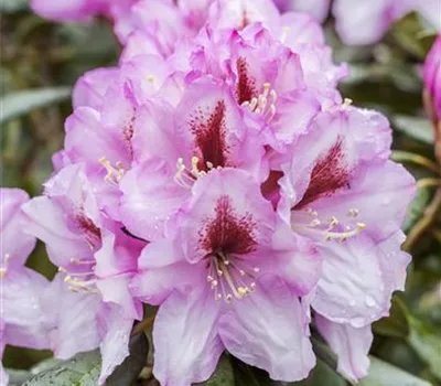 Rhododendron 'Diadem' Rhododendron 'Diadem'