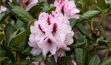Rhododendron 'Herbstfreude'