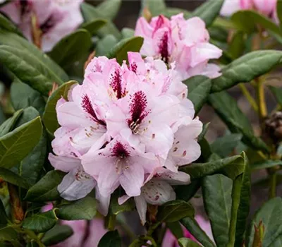 Rhododendron 'Herbstfreude' Rhododendron 'Herbstfreude'