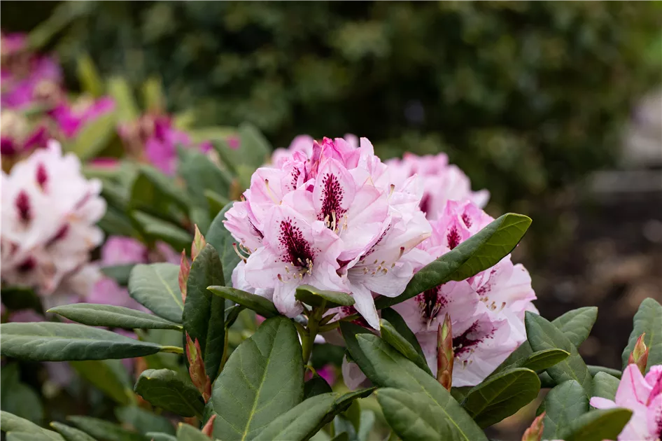 rhododendron gartendirektor glocker Gartendirektor Glocker
