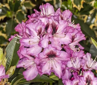 Rhododendron 'Kokardia'® Rhododendron 'Kokardia'®