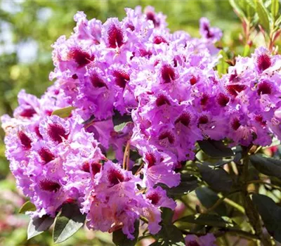 Rhododendron 'Kabarett'® Rhododendron 'Kabarett'®