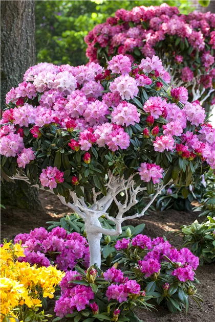 rhododendron rot weiß Rhododendron 'Hydon Velvet' Weiß-Rosa kaufen