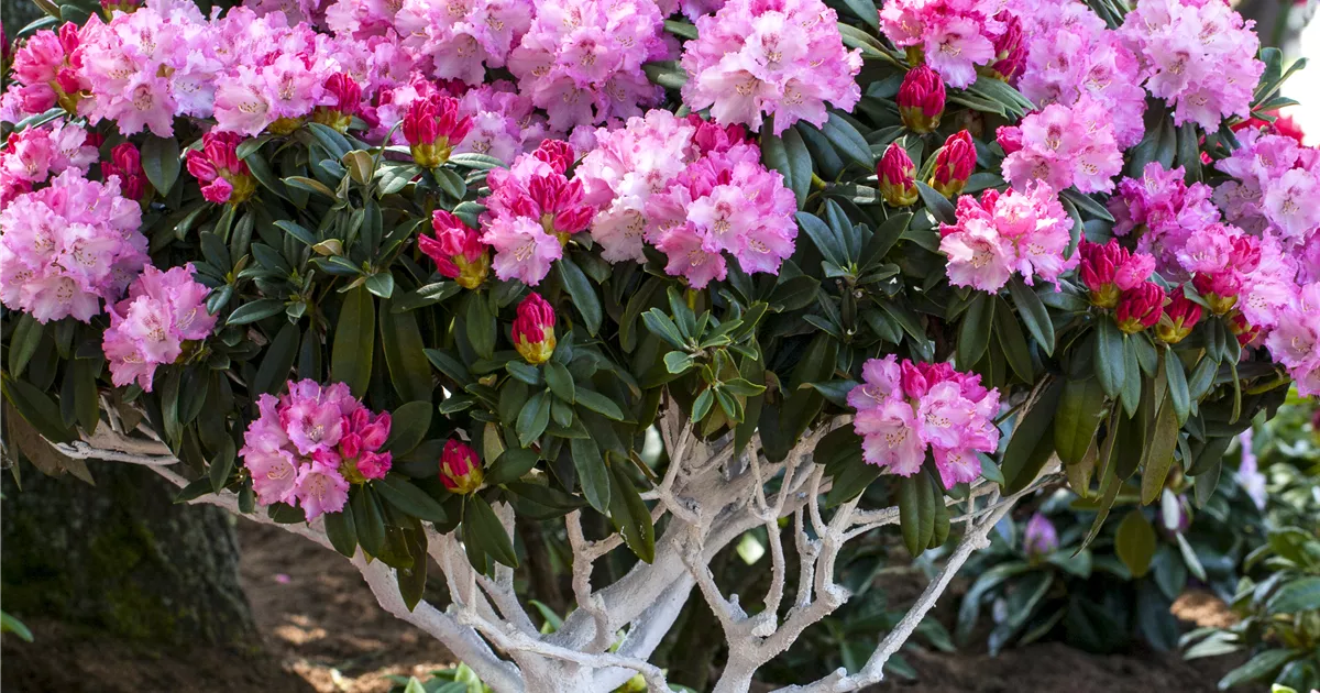 Rhododendron yakushimanum 'Arabella'