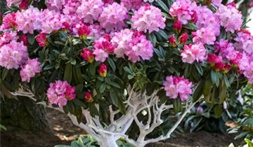 Rhododendron yakushimanum 'Arabella'