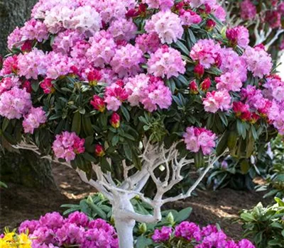 Rhododendron yakushimanum 'Arabella' Rhododendron yakushimanum 'Arabella'