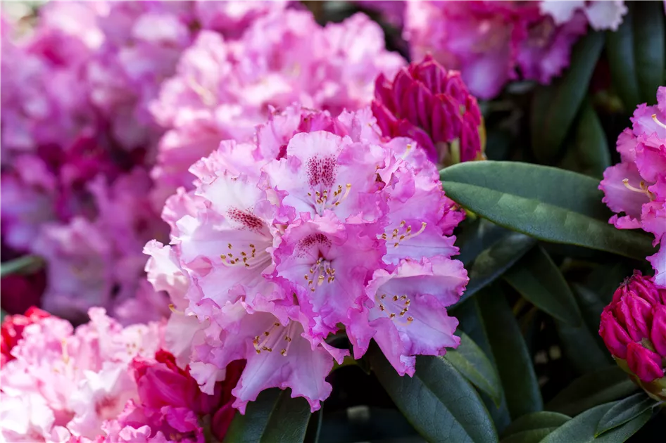 Rhododendron yakushimanum 'Arabella'