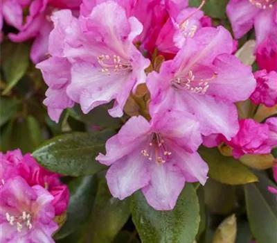 Rhododendron yakushimanum 'Blurettia' Rhododendron yakushimanum 'Blurettia'