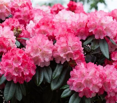 Rhododendron yakushimanum 'Fantastica' Rhododendron yakushimanum 'Fantastica'