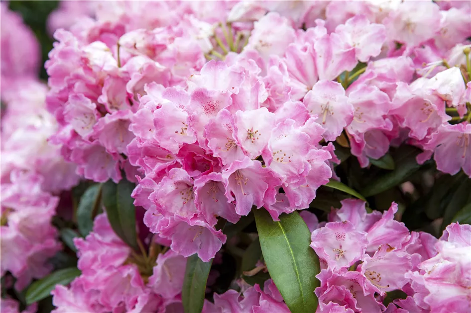 Rhododendron yakushimanum 'Fantastica'