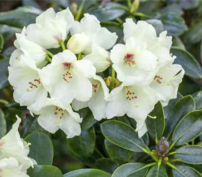 Rhododendron yakushimanum 'Flava' Rhododendron yakushimanum 'Flava'