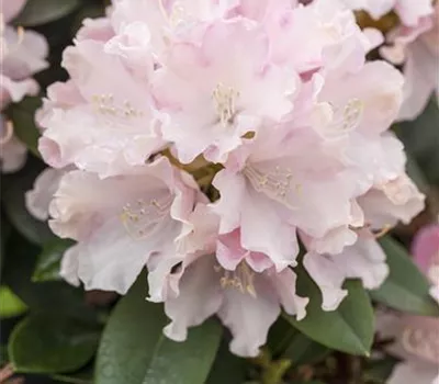 Rhododendron yakushimanum 'Schneekrone' Rhododendron yakushimanum 'Schneekrone'