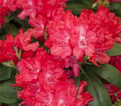 Rhododendron yakushimanum 'Astrid'® Rhododendron yakushimanum 'Astrid'®