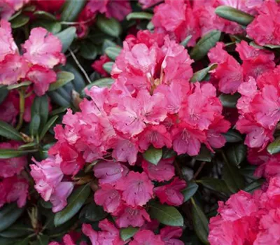 Rhododendron yakushimanum 'Karminkissen'® Rhododendron yakushimanum 'Karminkissen'®