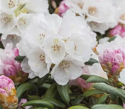 Rhododendron yakushimanum 'Koichiro Wada' Rhododendron yakushimanum 'Koichiro Wada'