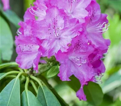 Rhododendron carolinianum 'P.J. Mezitt' Rhododendron carolinianum 'P.J. Mezitt'
