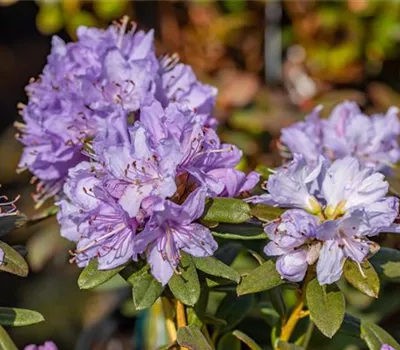 Rhododendron impeditum 'Ramapo' Rhododendron impeditum 'Ramapo'