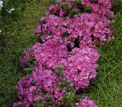 Rhododendron obtusum 'Anne Frank' Rhododendron obtusum 'Anne Frank'