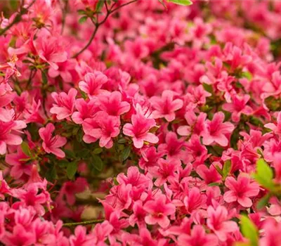 Rhododendron obtusum 'Arabesk' Rhododendron obtusum 'Arabesk'